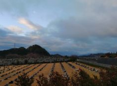 北口休憩所から園内風景（1区芝生墓所）