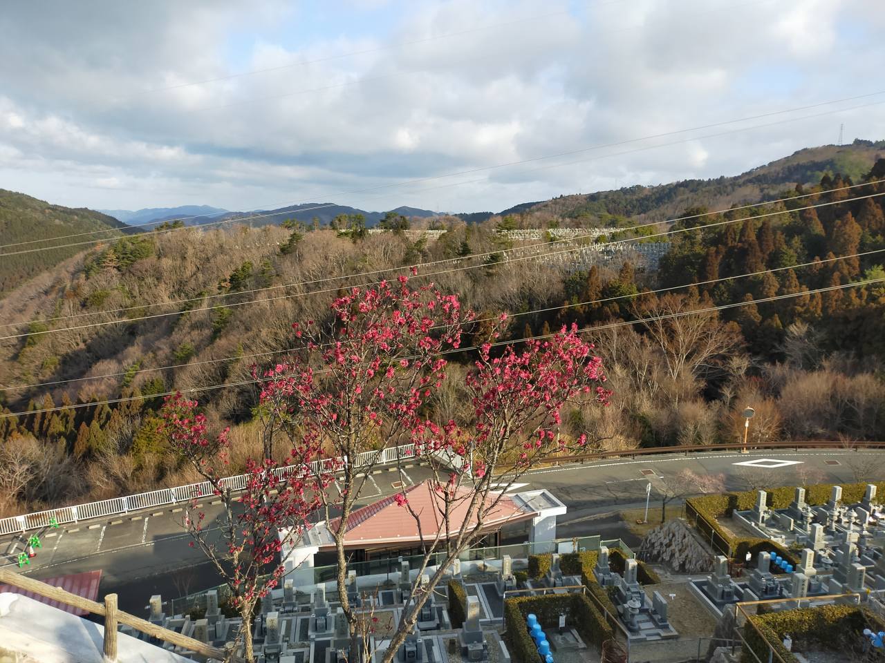 園内「梅花情報」8区3/4番墓所枝道①