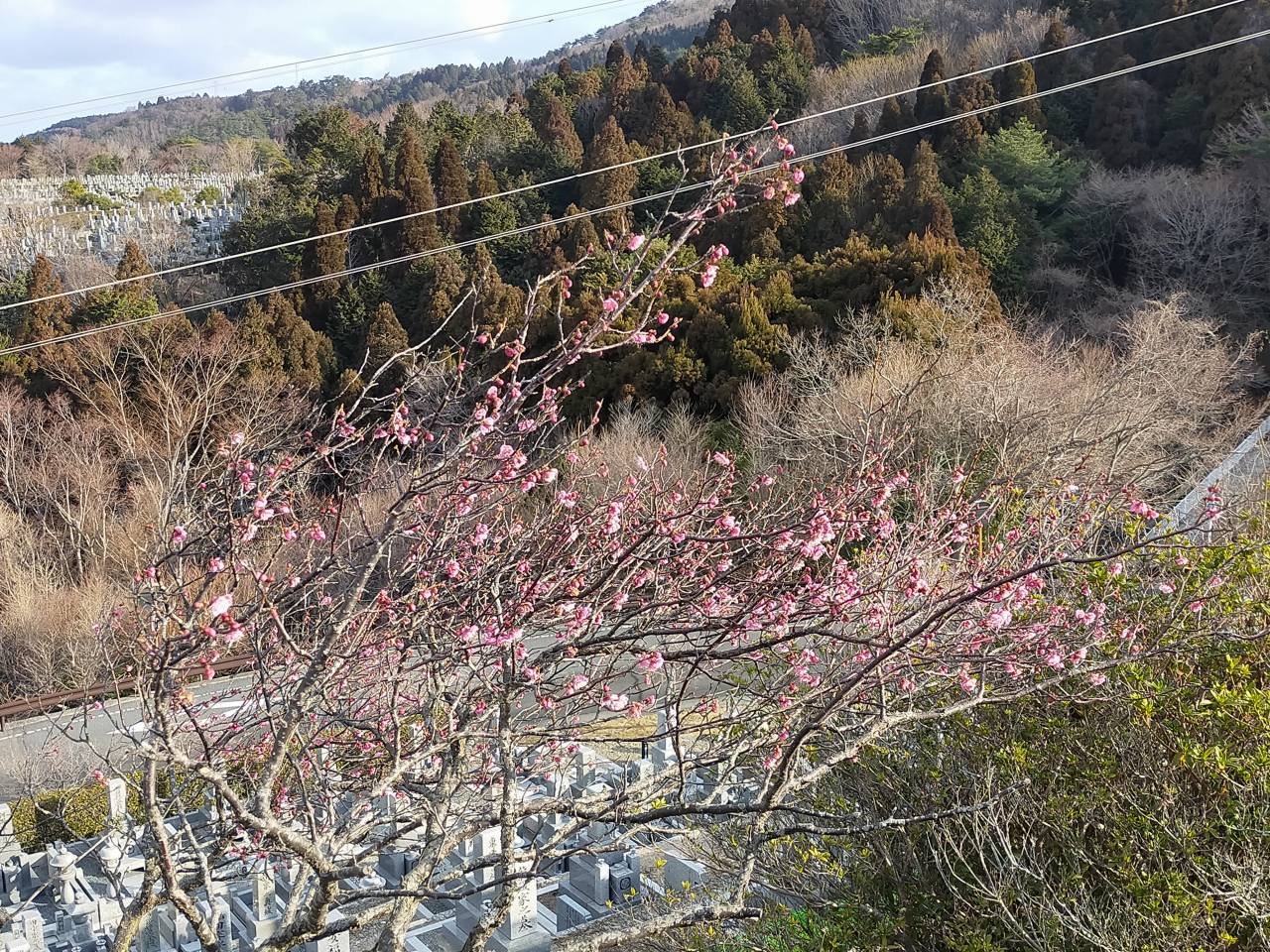 園内「梅花情報」8区3/4番墓所枝道②