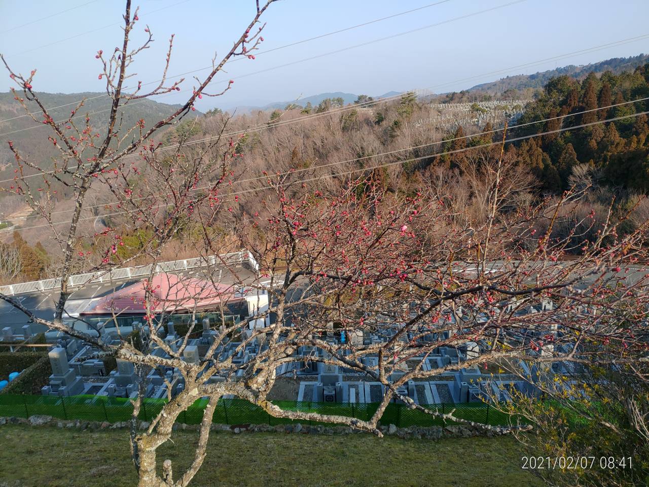 園内「梅花情報」8区3/4番墓所枝道①