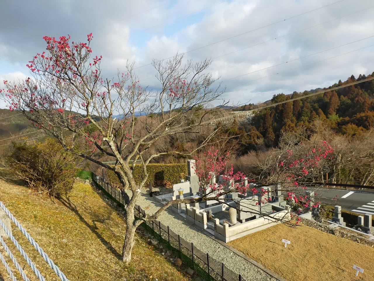 園内「梅花情報」8区3/4番墓所枝道③