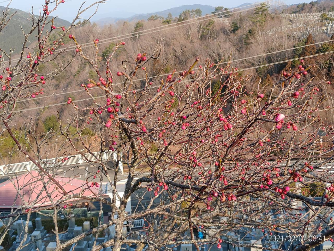 園内「梅花情報」8区3/4番墓所枝道②