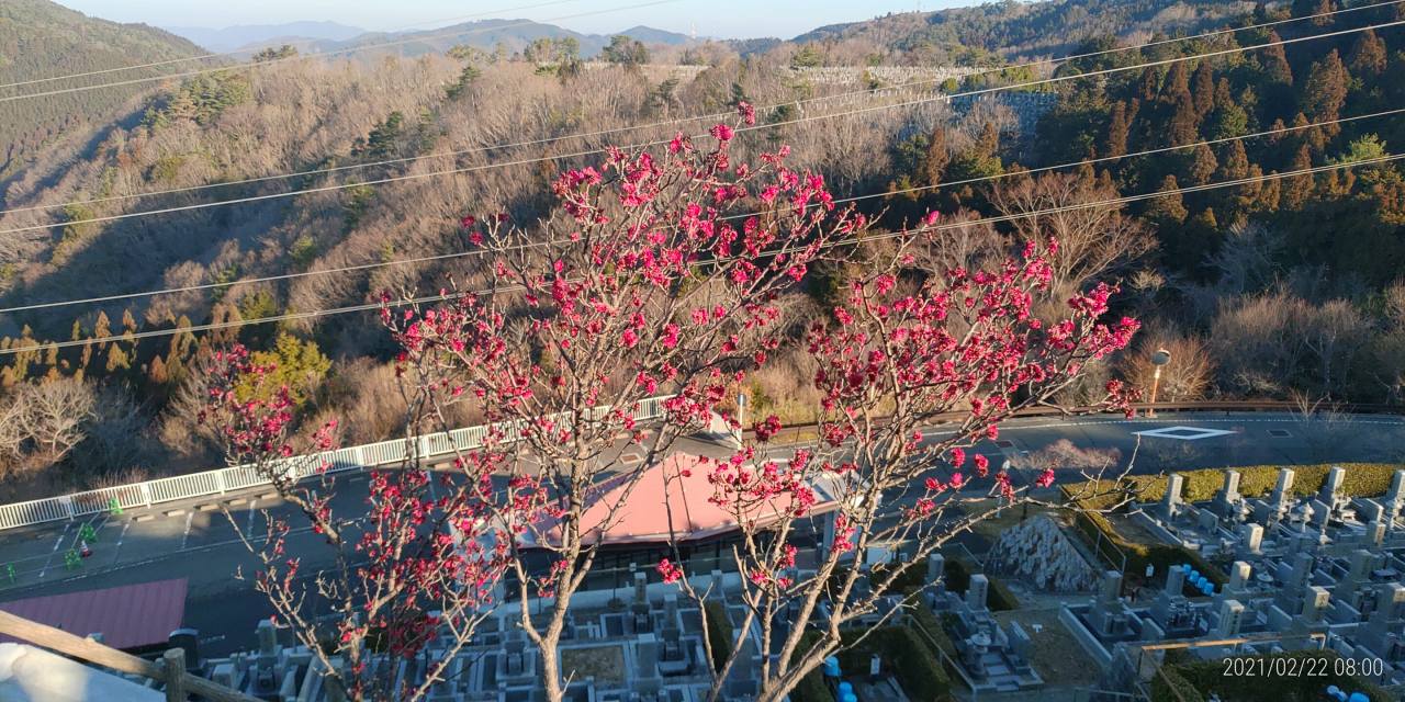 園内「梅花情報」8区3番墓所③