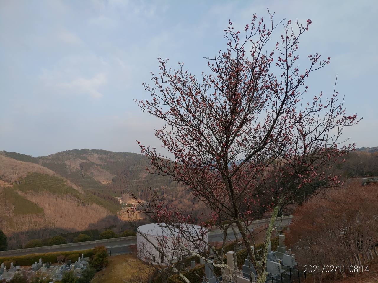 「梅花開花情報」①