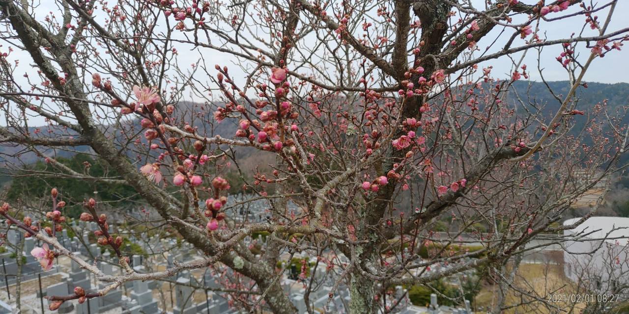 「梅開花情報」7区休憩所裏③