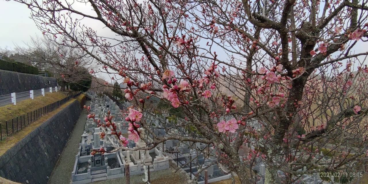 「梅花開花情報」②