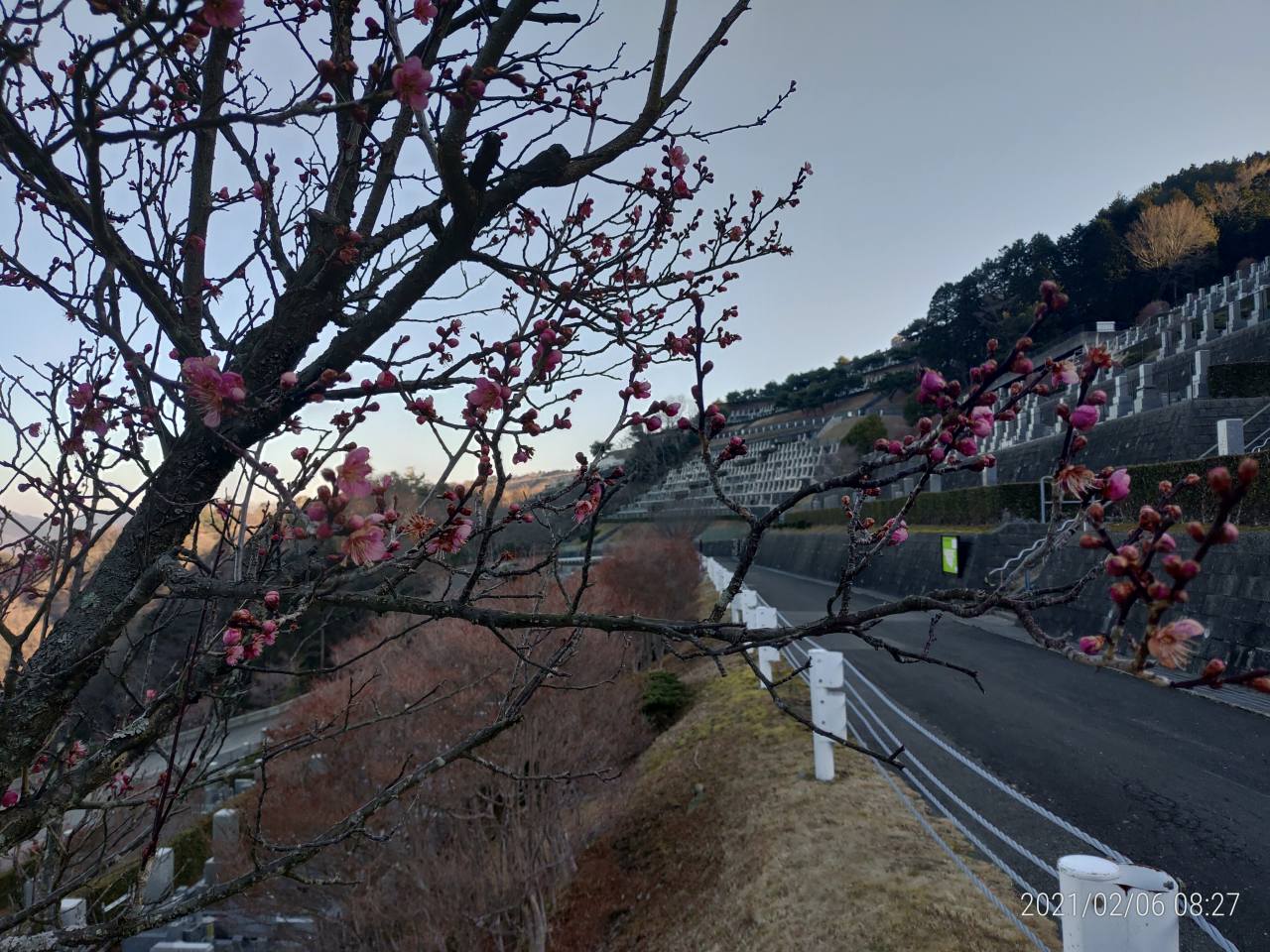 園内「梅花情報」3番枝道②