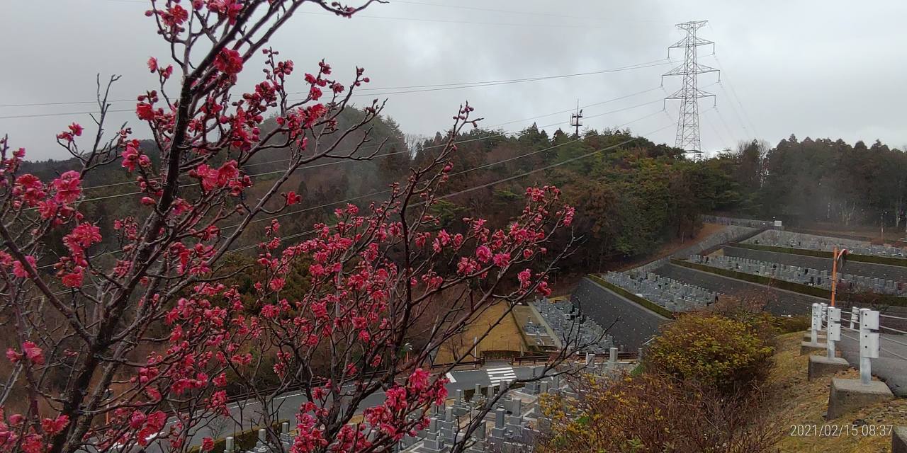 「梅花情報」園内8区3/4番墓所枝道