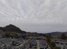 11区7番墓所から園内（南西）風景