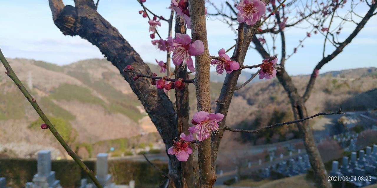 園内「梅花情報」7区3番墓域②