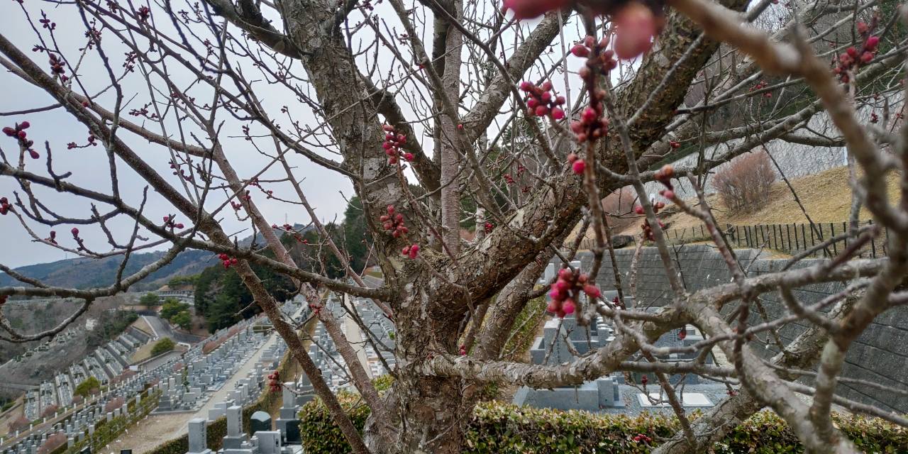 7区7番墓所上段「梅花情報」つぼみ