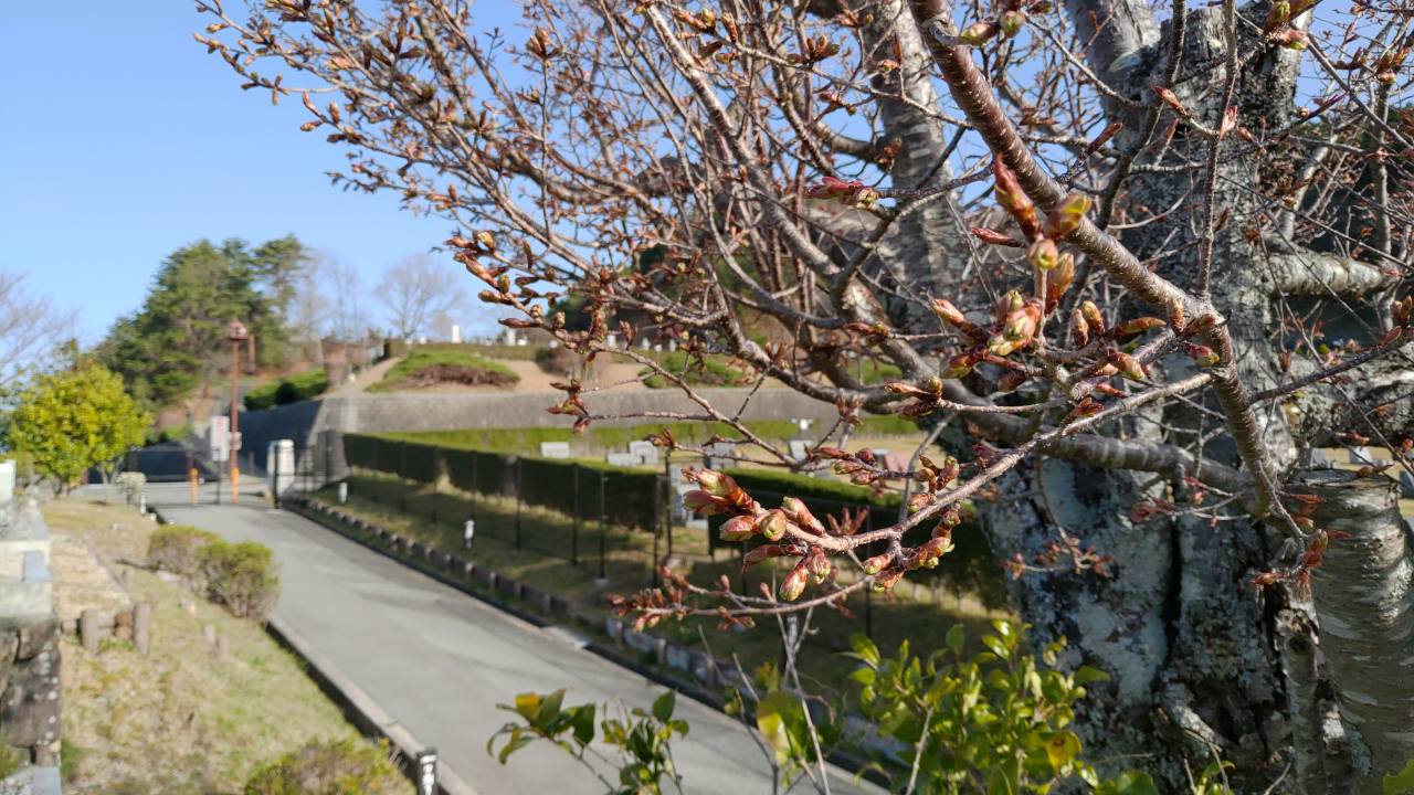 「園内桜情報」1区4番墓所