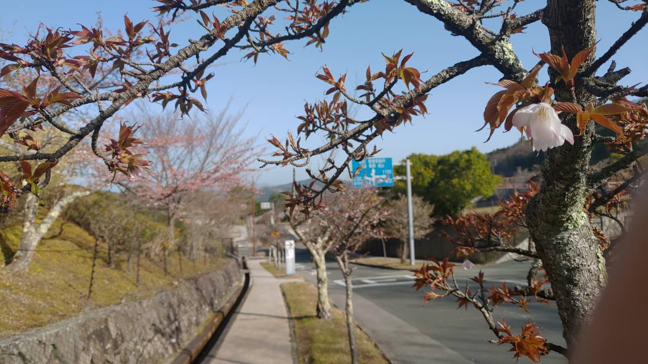 「園内桜情報」バス通り2区2番歩道