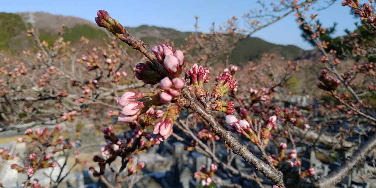 園内「桜情報」5区1番墓域