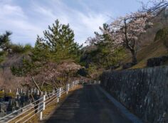 連内桜情報・5区1/2番枝道風景①