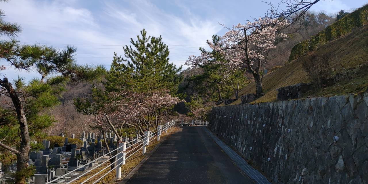 連内桜情報・5区1/2番枝道風景①