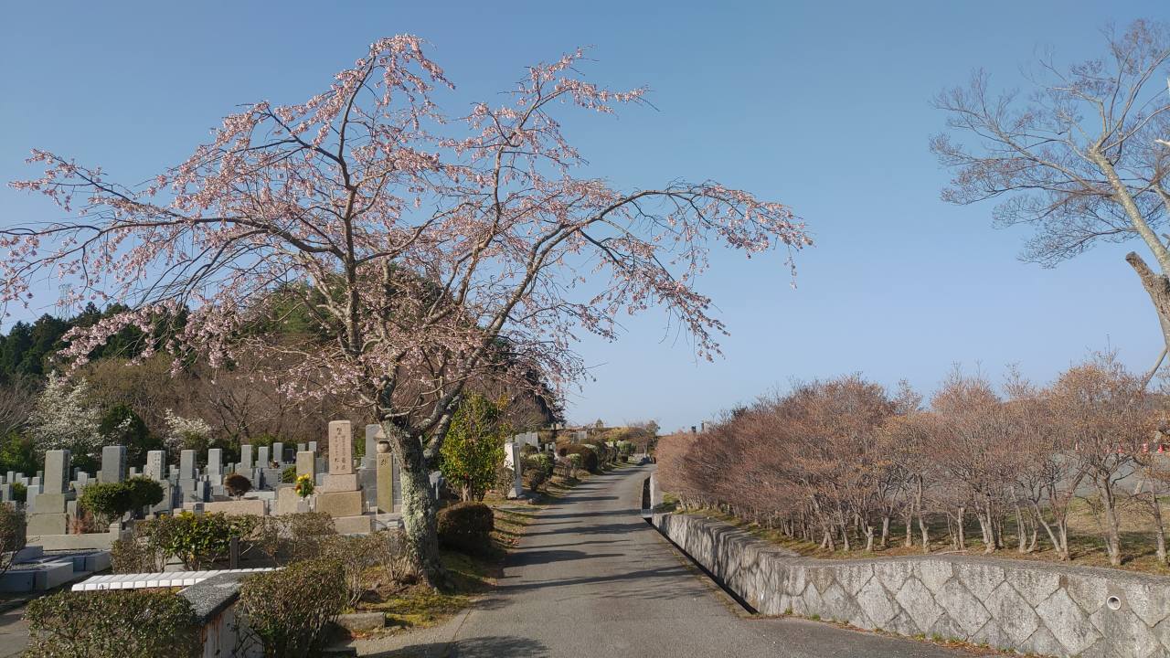 「園内桜情報」臨時駐車場・1区10番墓所