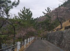 5区1/2番墓所枝道「桜情報」①