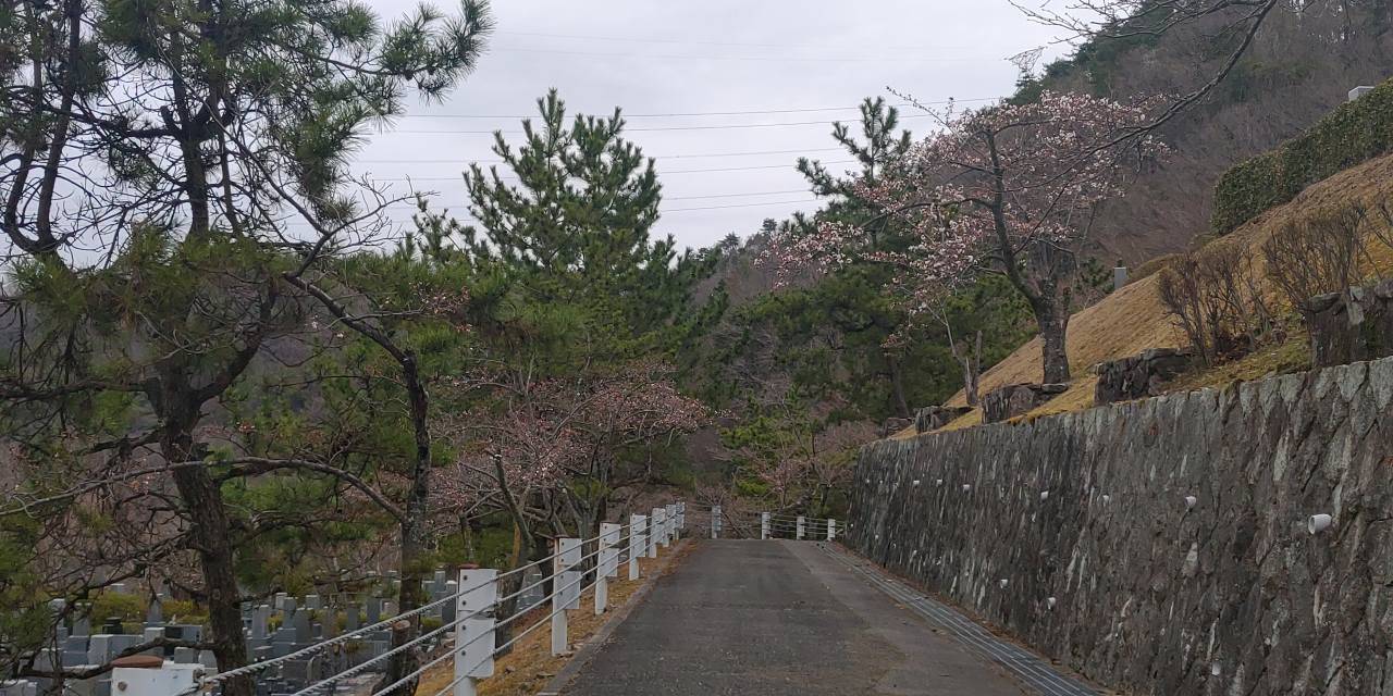 5区1/2番墓所枝道「桜情報」①