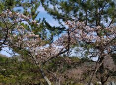 連内桜情報・5区1/2番枝道風景②