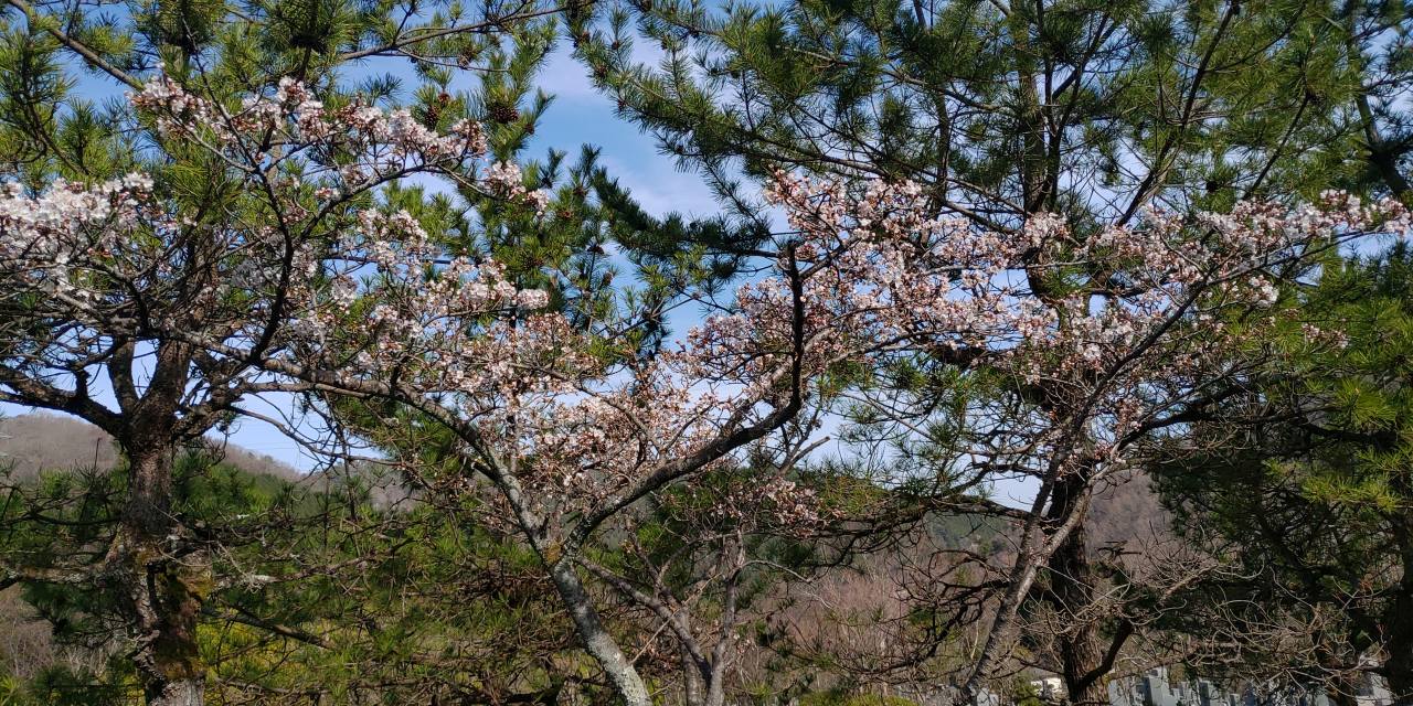 連内桜情報・5区1/2番枝道風景②