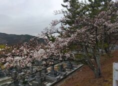 「園内桜情報」5区1・2番枝道風景②