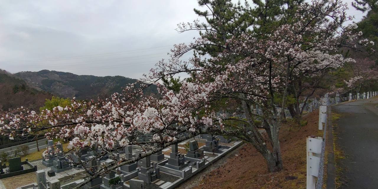 「園内桜情報」5区1・2番枝道風景②