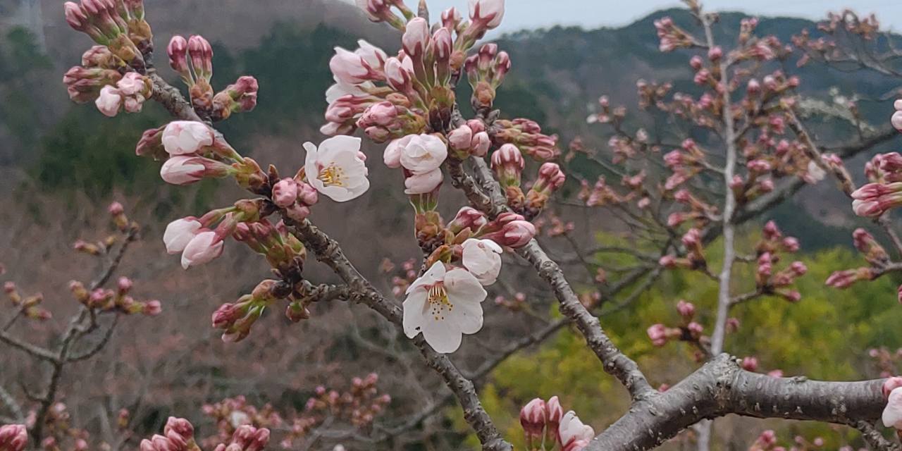 5区1/2番墓所枝道「桜情報」③