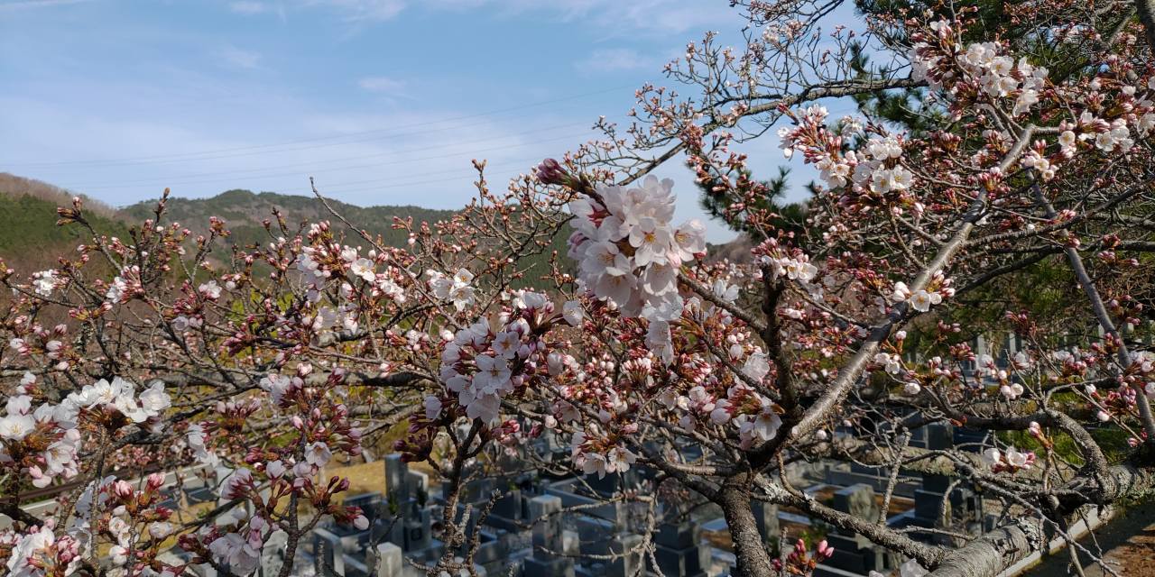 連内桜情報・5区1/2番枝道風景③