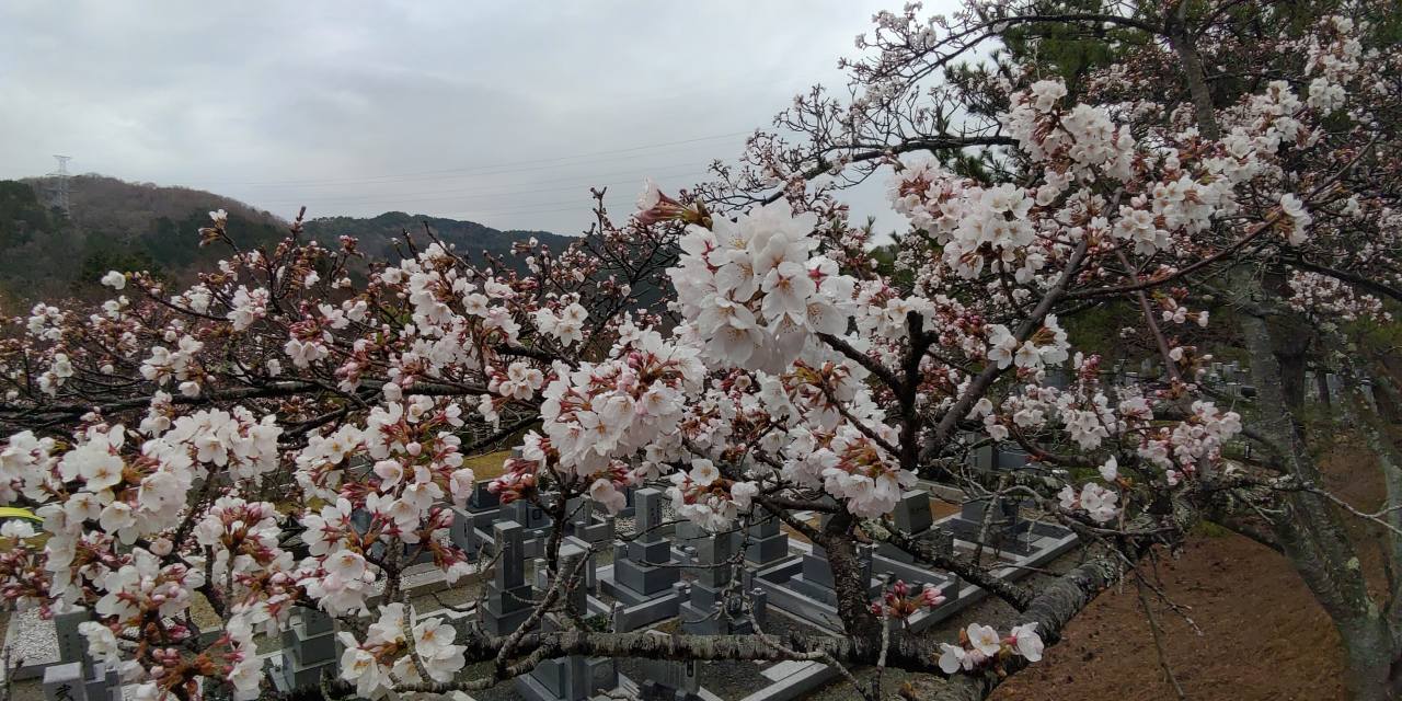 「園内桜情報」5区1・2番枝道風景③