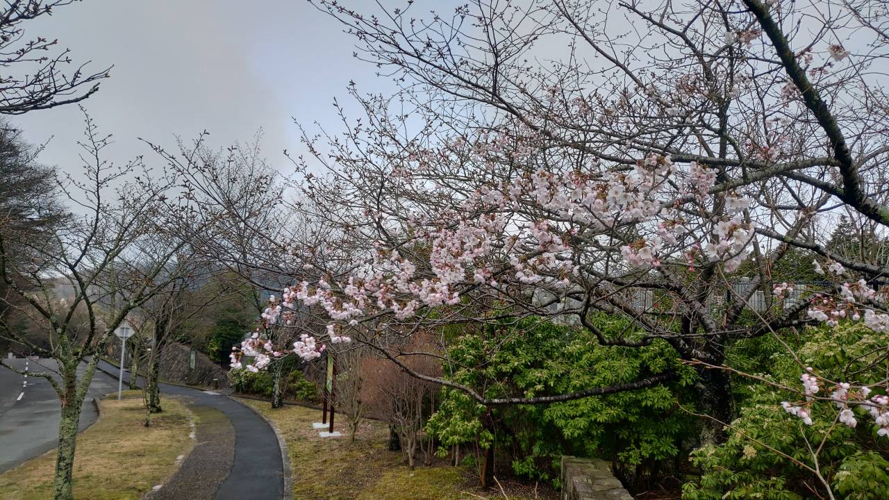 「園内桜情報」10区8番墓域入口