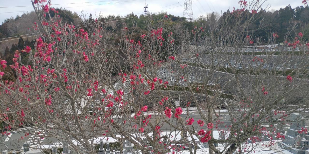 園内「梅花情報」8区3/4番墓所枝道②