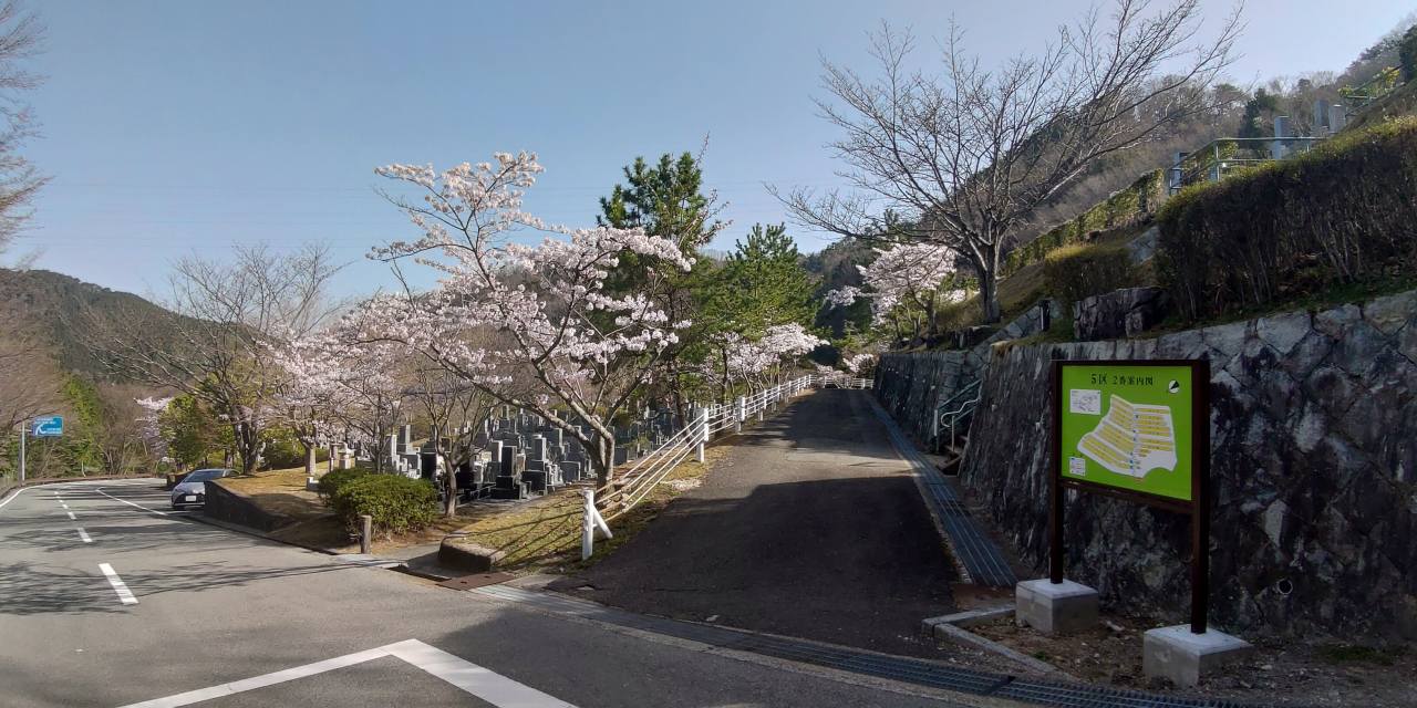 「園内桜情報」5区1/2番墓所枝道