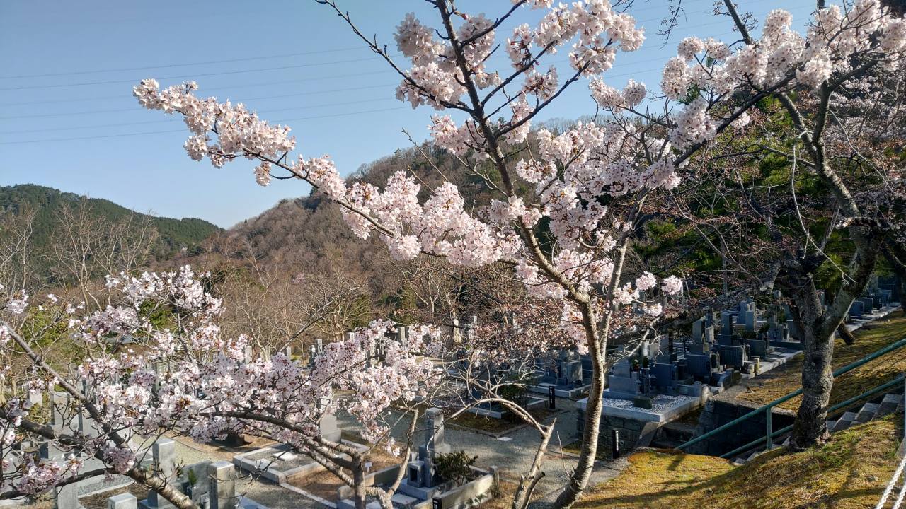 「園内桜情報」5区1/2番墓所枝道