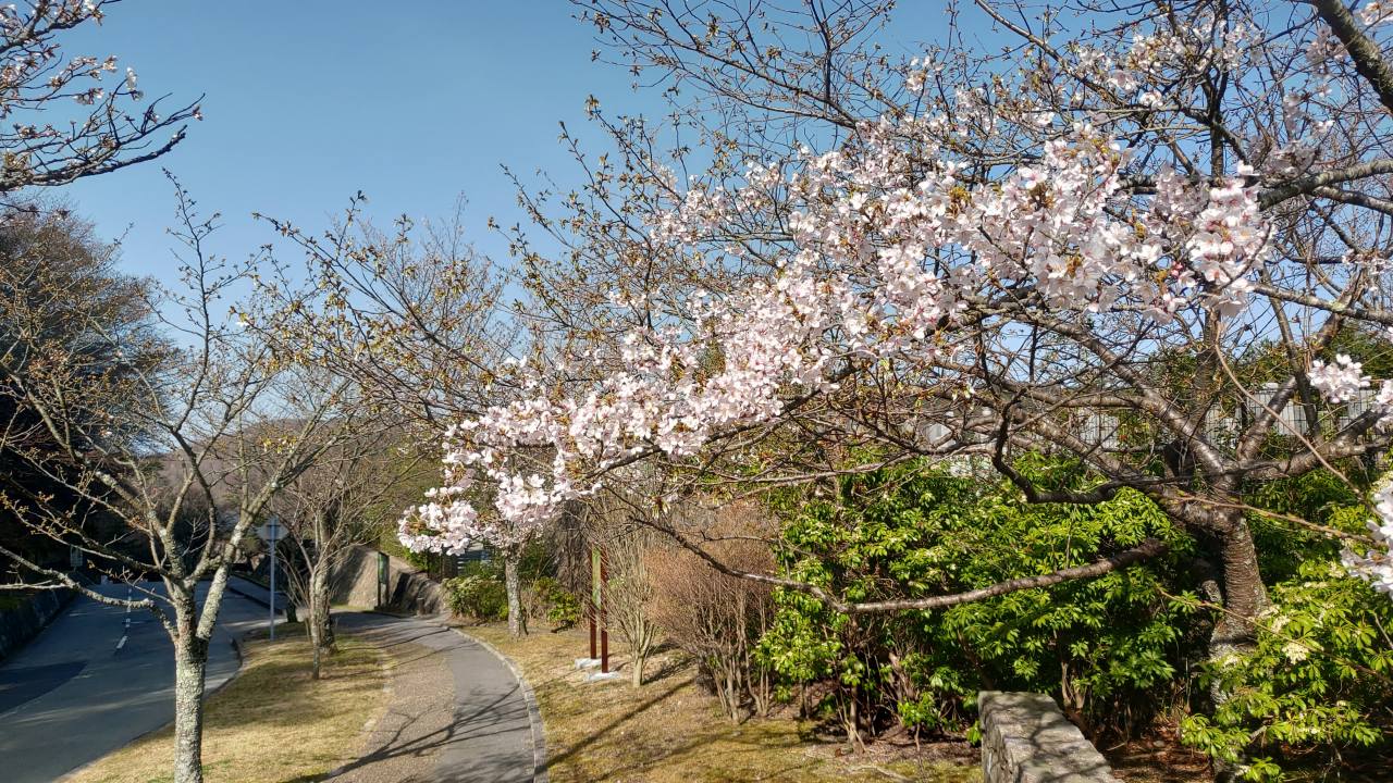 「園内桜情報」10区8番墓所枝