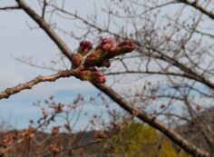 「桜開花情報5区1番墓所（つぼみ）②