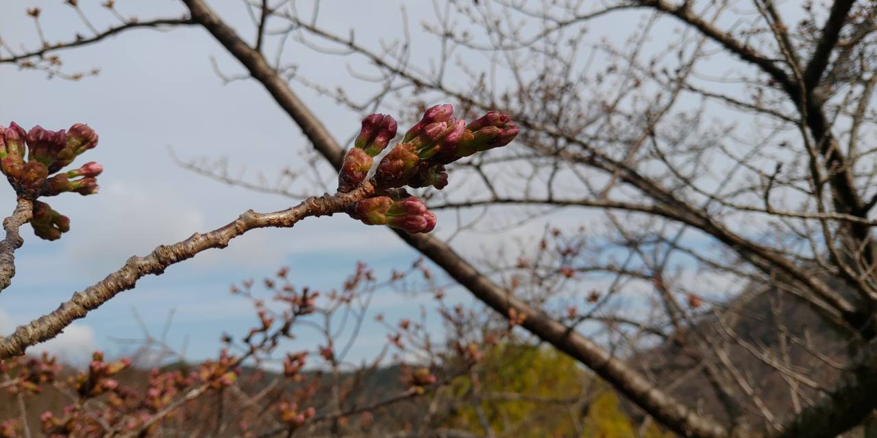 「桜開花情報5区1番墓所（つぼみ）②