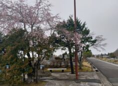 1区8番墓所駐車場（桜情報）