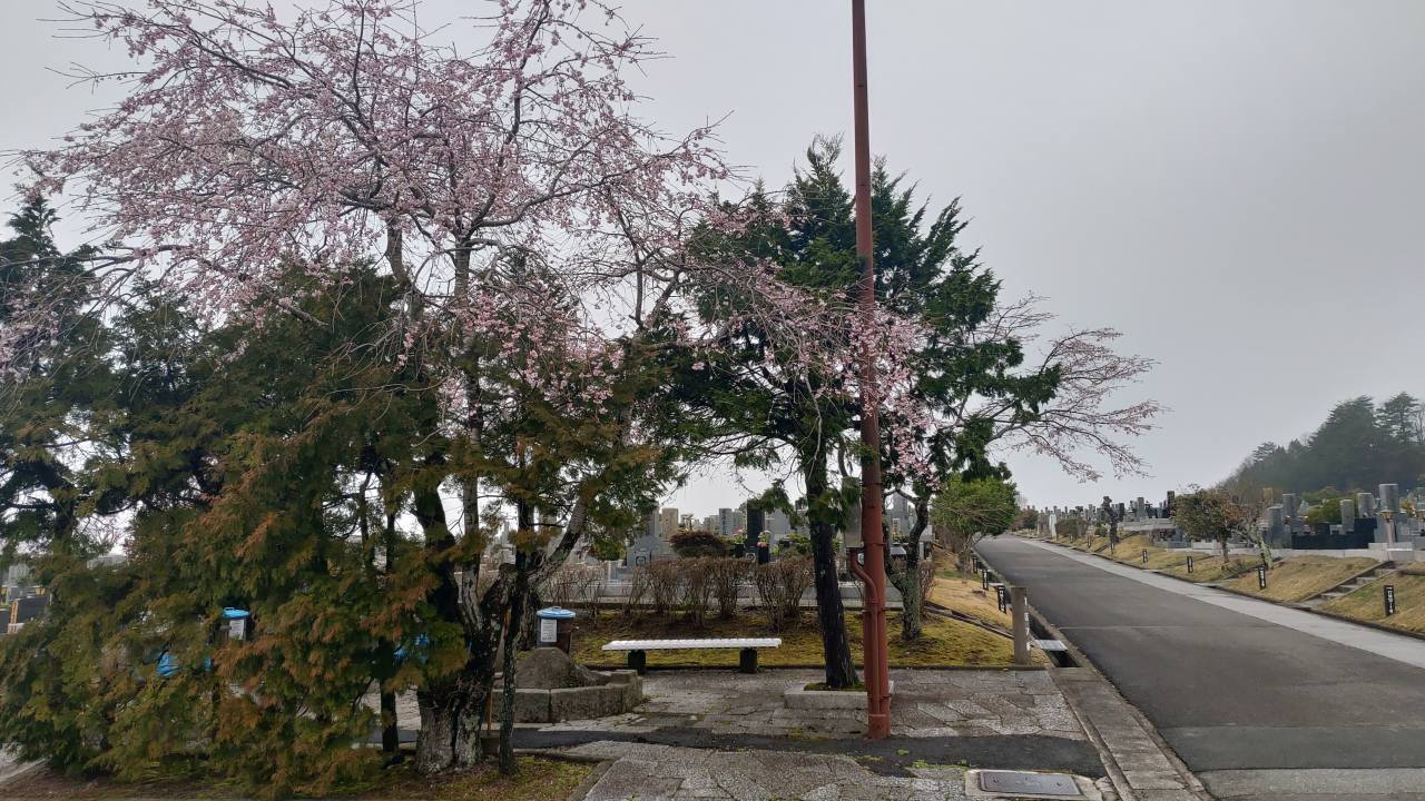 1区8番墓所駐車場（桜情報）