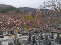 5区1/2番墓所枝道「桜情報」②