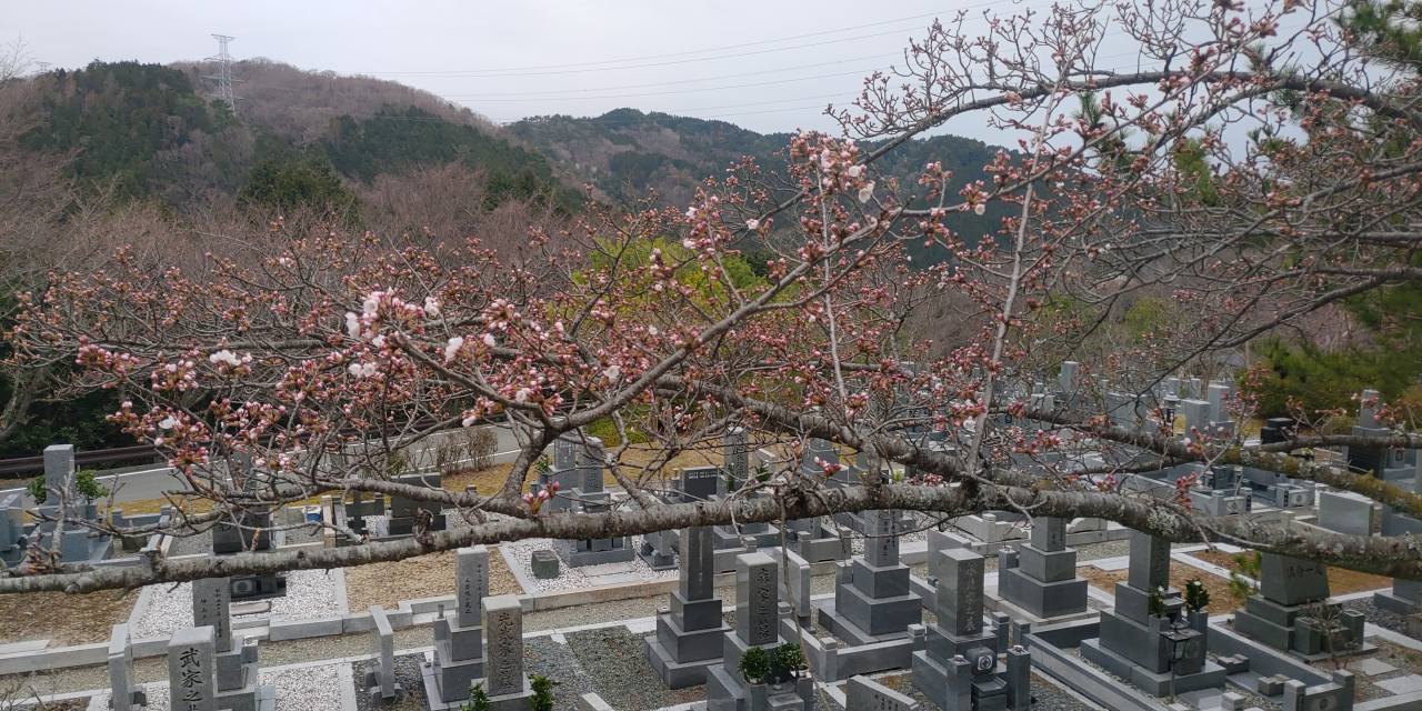 5区1/2番墓所枝道「桜情報」②