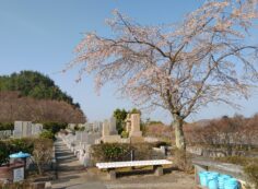 1区10番墓所水くみ場（桜）