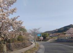 バス通り・2区墓所歩道風景