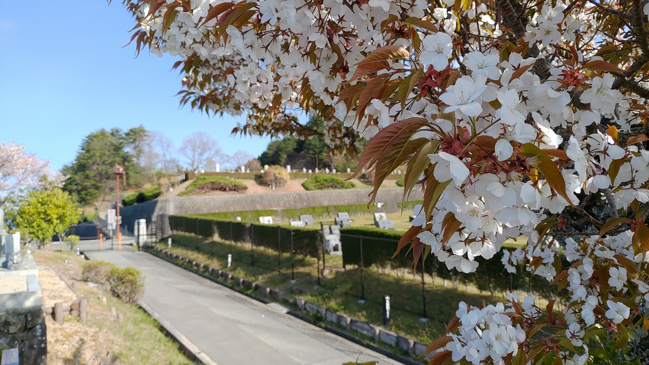 1区2/4番墓所枝道・桜情報