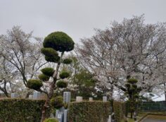 園内桜情報・3区5番墓所①