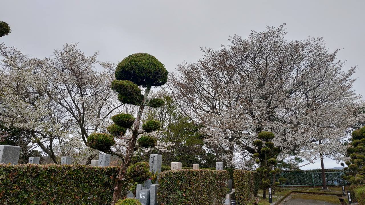 園内桜情報・3区5番墓所①