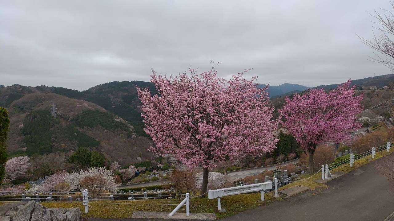 園内桜情報・7区6/7番墓所枝道①