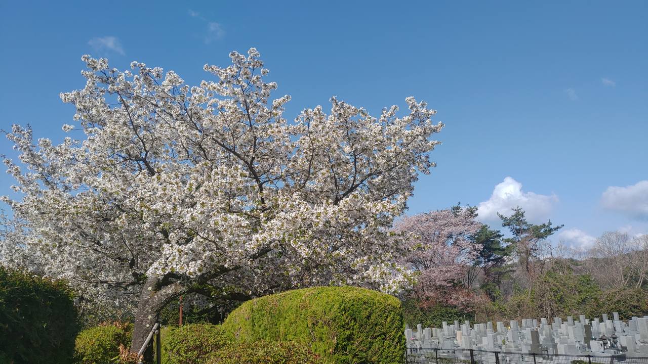 7区1番墓所(ヤマ桜）風景