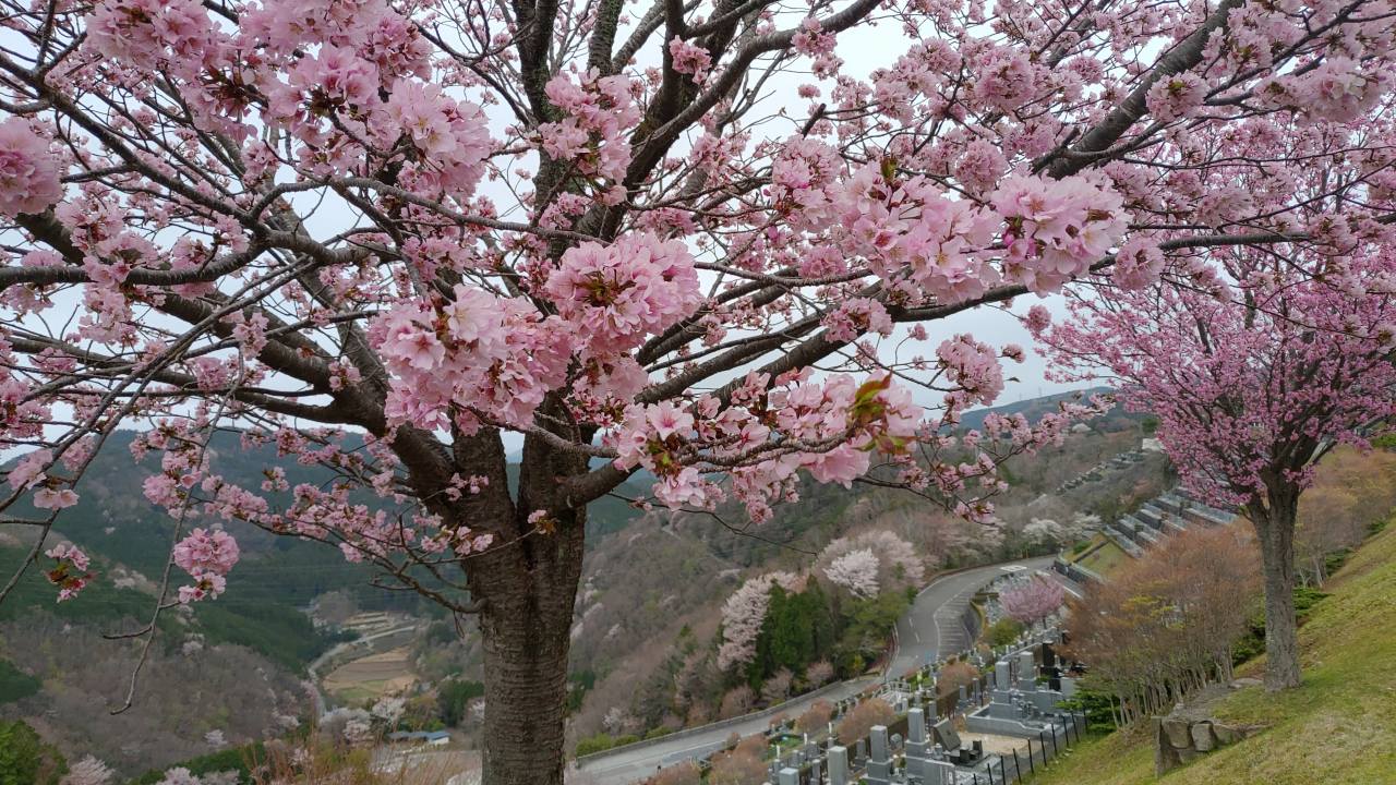 園内桜情報・7区6/7番墓所枝道②