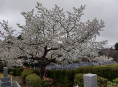 園内桜情報・7区1番墓所